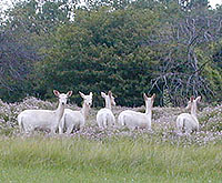 White Dama Dama Deer